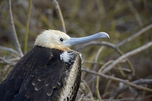 Magnificent Frigatebird Fregata magnificens immature with white head and blue beak North Seymour Island Galapagos Islands Ecuador
 by Kevin Oke