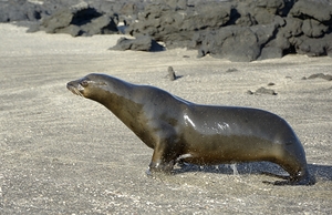 Galapagos sea lion male charging Punta Espinosa Fernandina Island Galapagos Islands Ecuador