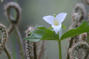 KO A17880 by Kevin Oke