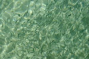 Small reef fish by Kevin Oke