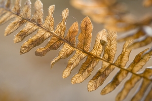 KO 50457 1 by Kevin Oke