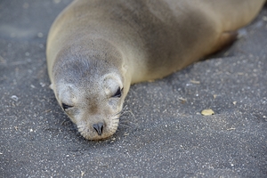 Galapagos sea lion Zalophus wollebaeki Puerto Egas Santiago Island Galapagos Islands Ecuador