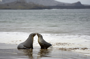 Galapagos sea lions Zalophus wollebaeki playing in the waves on Playa Espumilla. Santiago Island. Galapagos Islands. Ecuador by Kevin Oke