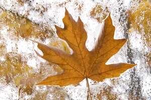 KO 45955 1 by Kevin Oke