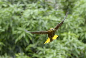 Russet backed oropendola Psarocolius angustifrons
 by Kevin Oke