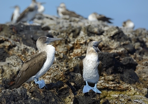 Blue footed Booby Sula nebouxii Punta Moreno Isabela Island Galapagos Islands Ecuador by Kevin Oke