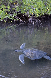 Galapagos green turtle Chelonia mydas agassisi Elizabeth Bay Isabela Island Galapagos Islands Ecuador by Kevin Oke