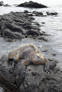 Marine Iguana Amblyrhynchus cristatus Urbina Bay Isabela Island Galapagos Islands Ecuador