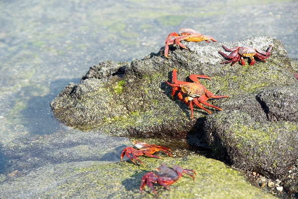 Sally Lightfoot crab - Punta Espinosa Fernandina Island - Galapagos Islands Print