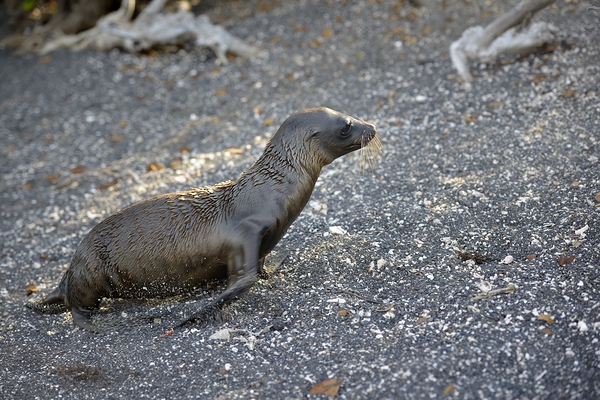 Galapagos sea lion Zalophus californianus wollebaeki juvenile Punta Espinosa Fernandina Island Galapagos Islands Ecuador
 Print
