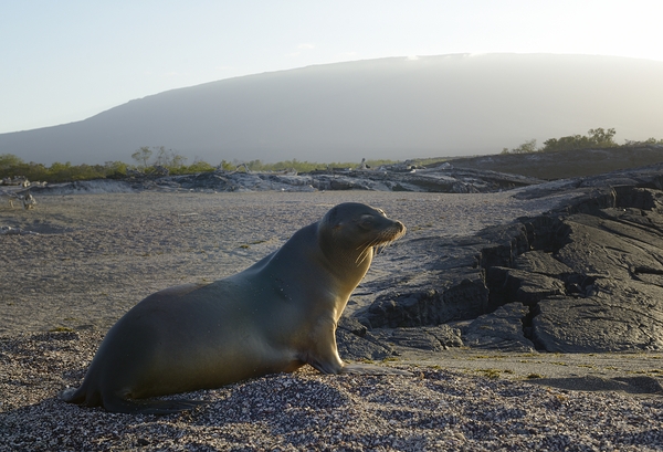 Galapagos sea lion Zalophus wollebaeki backlit Punta Espinosa Fernandina Island Galapagos Islands Ecuador Print
