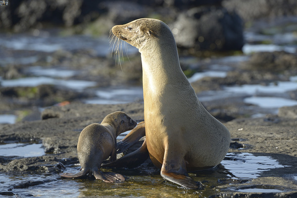 Galapagos sea lion Print