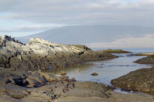 Sally lightfoot crabs on a rocky beach at Punta Espinosa Fernandina Island Galapagos Islands Ecuador
 Print