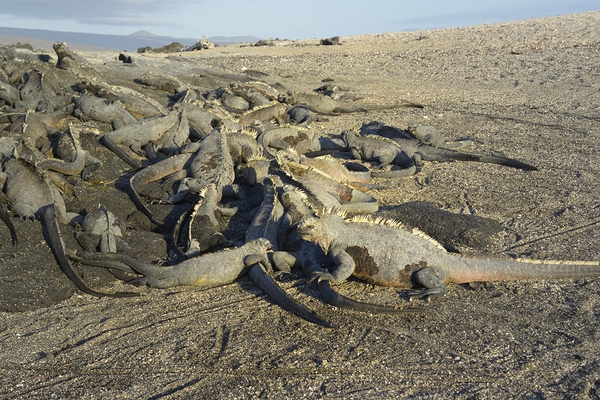 Group of Marine Iguanas Punta Espinosa Fernandina Island Galapagos Islands Ecuador Print