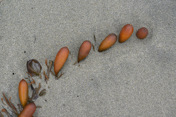 Seaweed floats - Florencia Beach Print