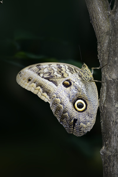 Owl butterfly Caligo idomeneus. Amazon. Ecuador Print