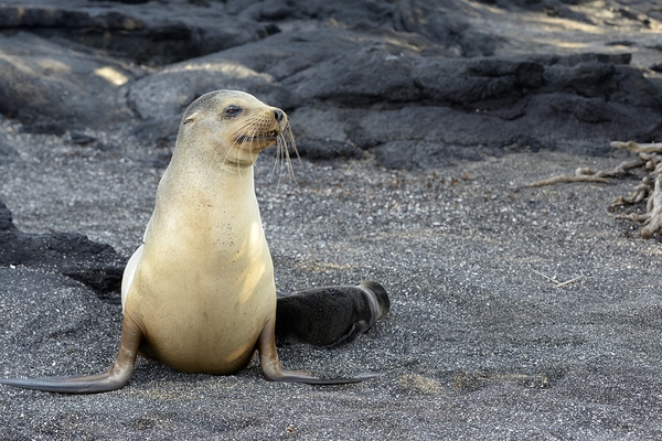 Galapagos sea lion female with pup Punta Espinosa Fernandina Island Galapagos Islands Ecuador Print