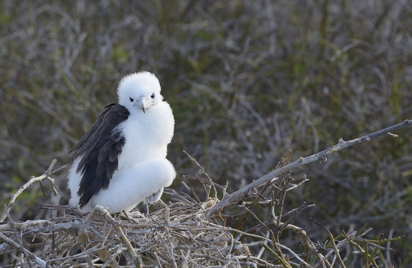 Magnificent Frigatebird Fregata magnificens chick sitting on nest North Seymour Island Galapagos Islands Ecuador
 Print