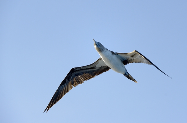 Blue footed Booby Sula nebouxii Punta Moreno Isabela Island Galapagos Islands Ecuador Print