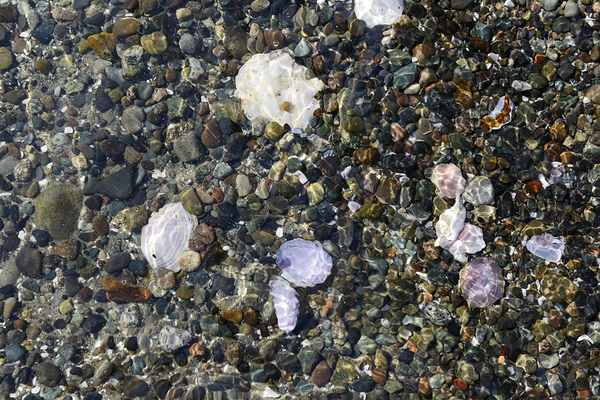 Detail image of rocks and shells on the beach Print