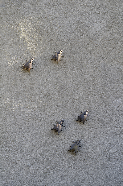 Metal fly sculpture on a house wall Tannay Nièvre Burgundy France Print