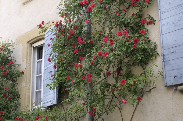 Roses climbing a wall Lourmarin Print