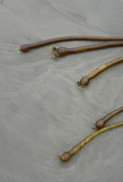 Bull kelp Florencia Beach Pacific Rim National Park Print