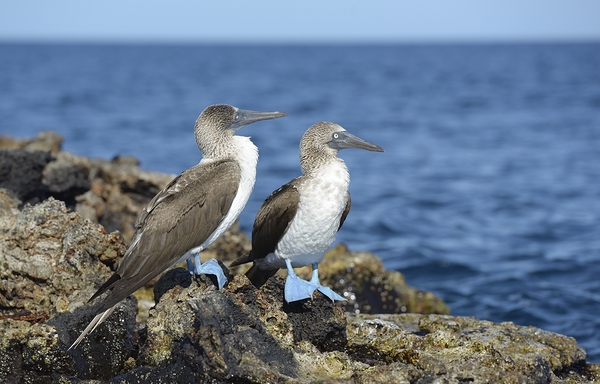 Blue footed Booby Sula nebouxii Punta Moreno Isabela Island Galapagos Islands Ecuador Print