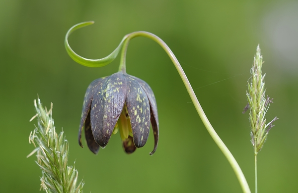 Chocolate Lily Fritillaria affinis Cowichan Valley Vancouver Island British Columbia Canada Print