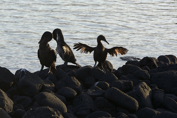 Flightless Cormorants Phalacrocorax harrisi stretching their wings Punta Espinosa Fernandina Island Galapagos Islands Ecuador Print
