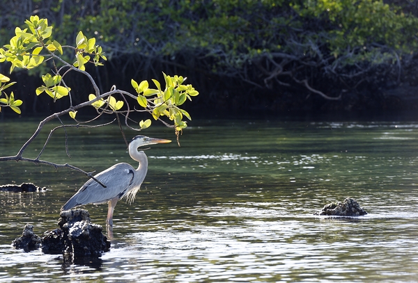 Great Blue Heron Ardea herodias Elizabeth Bay Isabela Island Galapagos Islands Ecuador Print