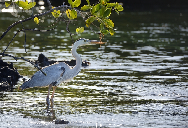 Great Blue Heron Ardea herodias Elizabeth Bay Isabela Island Galapagos Islands Ecuador Print