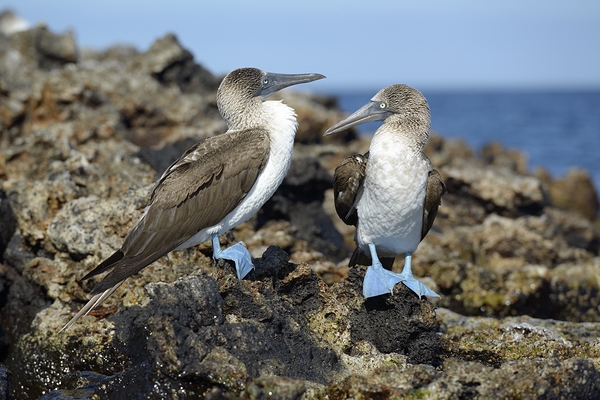 Blue footed Booby Sula nebouxii Punta Moreno Isabela Island Galapagos Islands Ecuador Print