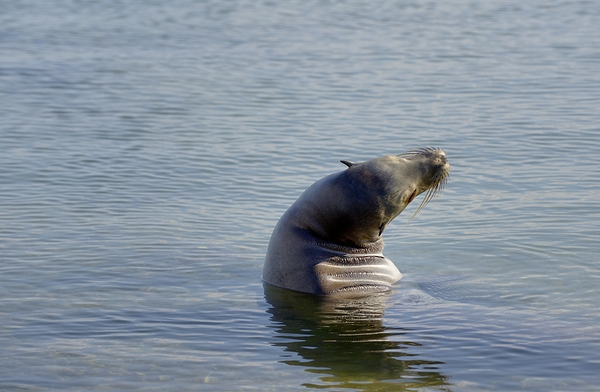 Galapagos sea lion Zalophus wollebaeki stretching Punta Espinosa Fernandina Island Galapagos Islands Ecuador Print