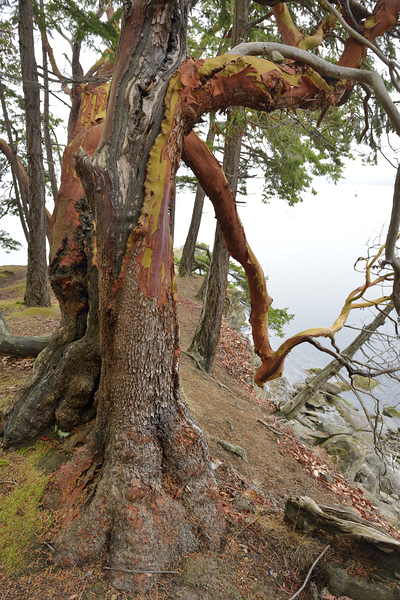 Arbutus tree at Panther Point  Print