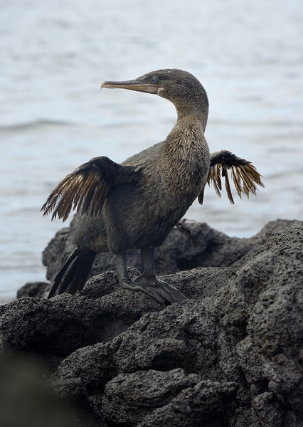Flightless Cormorant or Galapagos Cormorant Phalacrocorax harrisi Urbina Bay Isabela Island Galapagos Islands Ecuador Print