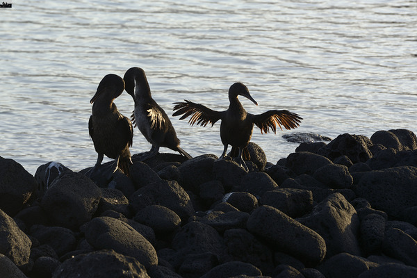Flightless Cormorants Phalacrocorax harrisi stretching their wings. Punta Espinosa. Fernandina Island. Galapagos Islands. Ecuador Print