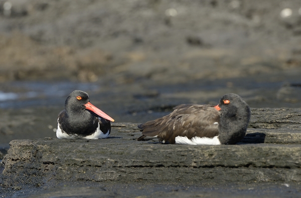 American Oystercatchers Haematopus palliatus sitting on lava Puerto Egas Santiago Island Galapagos Islands Ecuador
 Print
