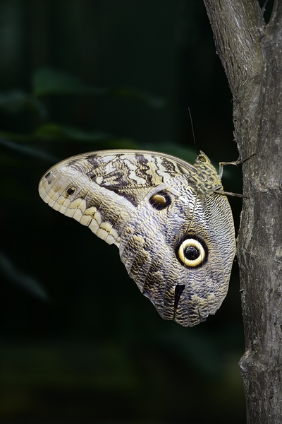 Owl butterfly Caligo idomeneus at the La Selva Jungle Lodge  Amazon Ecuador Print