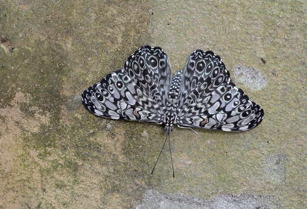Feronia Cracker  Butterfly Hamadryas feronia Amazon Ecuador Print