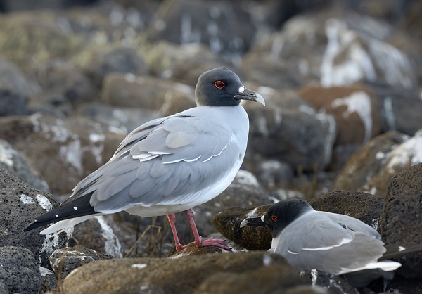 Swallow tailed Gulls Creagrus furcatus North Seymour Island Galapagos Islands Ecuador
 Print