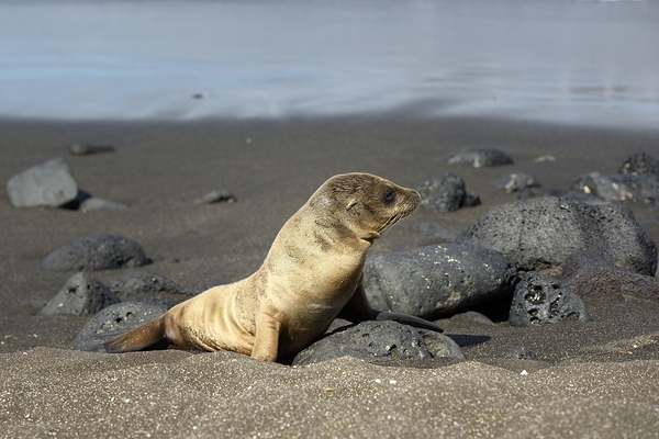 Gal?pagos sea lion Zalophus wollebaeki pup Puerto Egas Santiago Island Galapagos Islands Ecuador Print