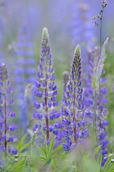 Farm in the Cowichan Valley Vancouver Island British Columbia Canada. Print