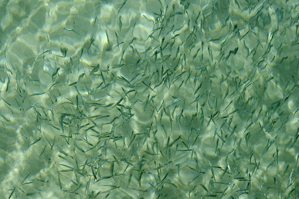 Small reef fish Print