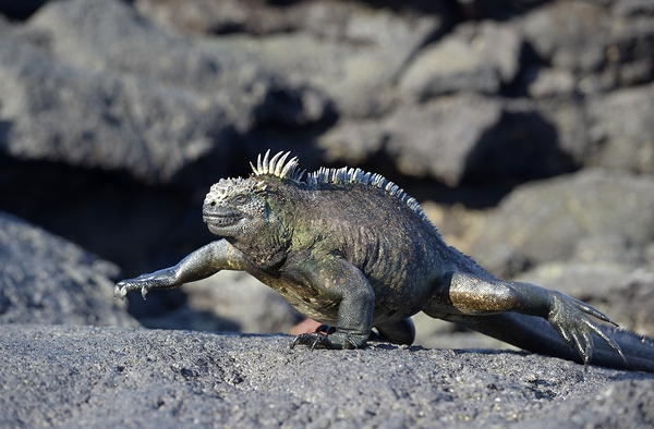 Marine Iguana Amblyrhynchus cristatus walking Punta Espinosa Fernandina Island Galapagos Islands Ecuador Print