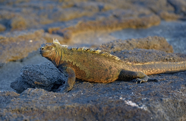 Marine Iguana Amblyrhynchus cristatus at sunset with beautiful coloring Punta Espinosa Fernandina Island Galapagos Islands Ecuador Print