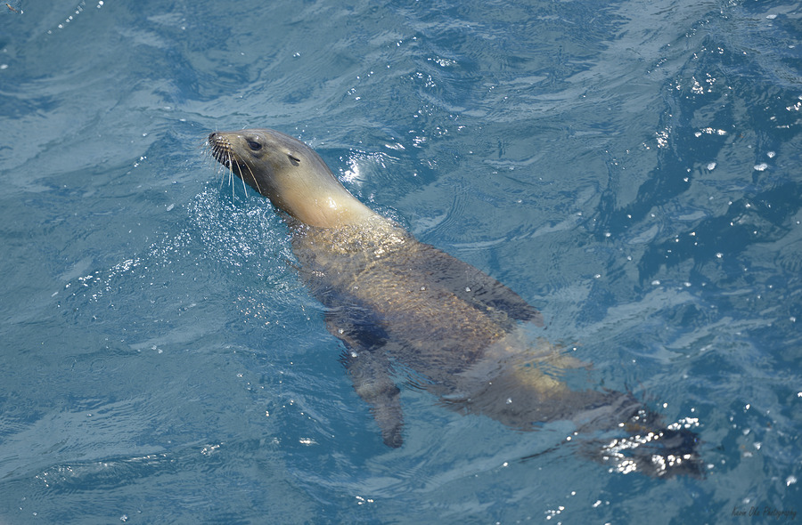 Galapagos sea lion Zalophus wollebaeki swimming in the ocean Floreana Island Galapagos Islands Ecuador  Print