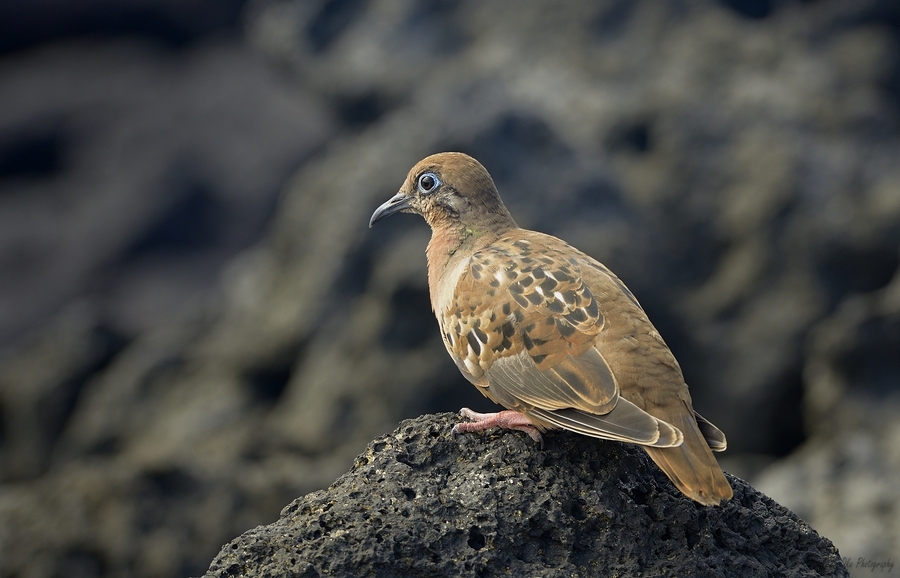 Galapagos Dove Zenaida galapagoensis on lava Urbina Bay Isabela Island Galapagos Islands Ecuador  Print