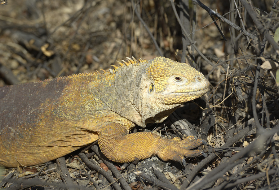 Galapagos land iguana. Isabela Island. Galapagos Islands. Ecuador  Print