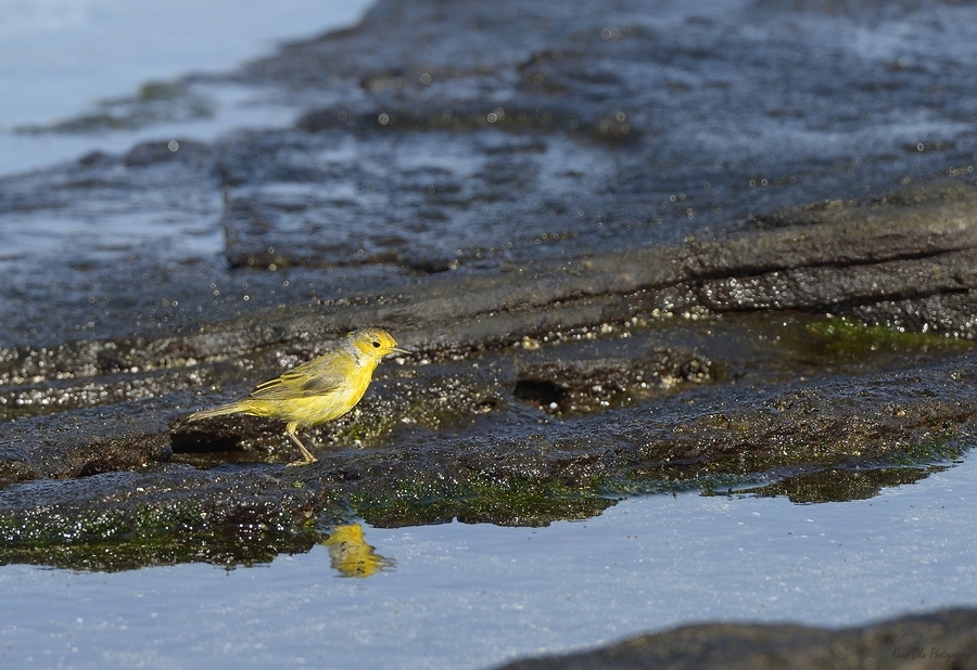 Yellow Warbler Dendroica petechia aureola Puerto Egas Santiago Island Galapagos Islands Ecuador
  Imprimer